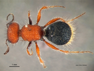 Brachymutilla scabrosa Bischoff Male Dorsal