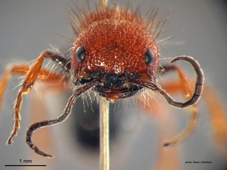 Brachymutilla scabrosa Bischoff Male Head