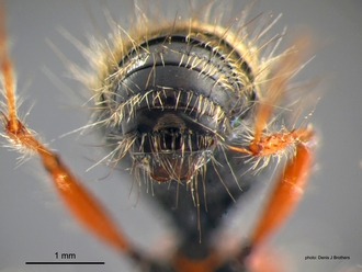 Brachymutilla scabrosa Bischoff Male Pygidium