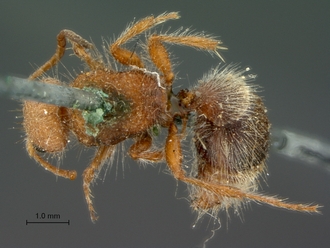 Brachymutilla_melete_HT_SAM-HYM-A019381_habitus_dorsal