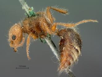 Brachymutilla_melete_HT_SAM-HYM-A019381_habitus_lateral