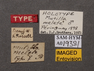 Brachymutilla_melete_HT_SAM-HYM-A019381_labels