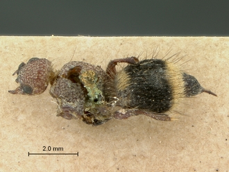 Brachymutilla_mutata_HT_SAM-HYM-A019380_habitus_dorsal
