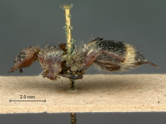 Brachymutilla_mutata_HT_SAM-HYM-A019380_habitus_lateral