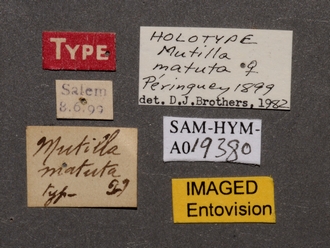 Brachymutilla_mutata_HT_SAM-HYM-A019380_labels