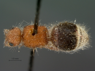 Brachymutilla_namaniformis_PLT_SAM-HYM-A018492_habitus_dorsal