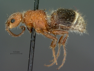 Brachymutilla_namaniformis_PLT_SAM-HYM-A018492_habitus_lateral