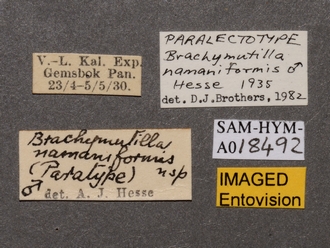 Brachymutilla_namaniformis_PLT_SAM-HYM-A018492_labels