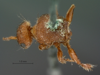 Brachymutilla_peringueyi_HT_SAM-HYM-A018494_habitus_dorsal