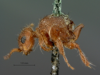 Brachymutilla_peringueyi_HT_SAM-HYM-A018494_habitus_lateral