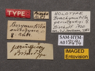 Brachymutilla_peringueyi_HT_SAM-HYM-A018494_labels