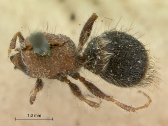 Brachymutilla_taygete_HT_SAM-HYM-A018493_habitus_dorsal