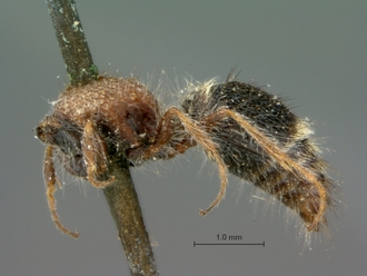 Brachymutilla_taygete_HT_SAM-HYM-A018493_habitus_lateral