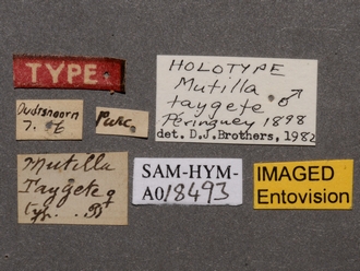 Brachymutilla_taygete_HT_SAM-HYM-A018493_labels