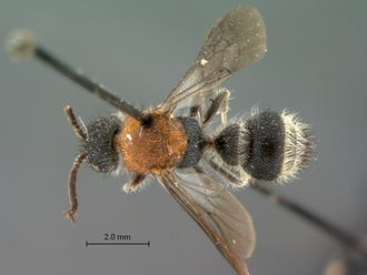 Chrestomutilla_maja_LT_SAM-HYM-A018768_habitus_dorsal