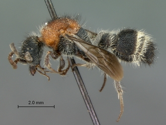 Chrestomutilla_maja_LT_SAM-HYM-A018768_habitus_lateral