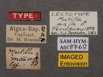 Chrestomutilla_maja_LT_SAM-HYM-A018768_labels