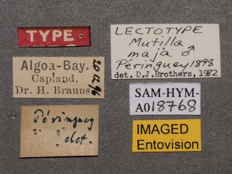 Chrestomutilla_maja_LT_SAM-HYM-A018768_labels_underside