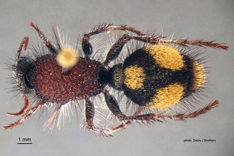 Dasylabris merope (Smith) Female Dorsal