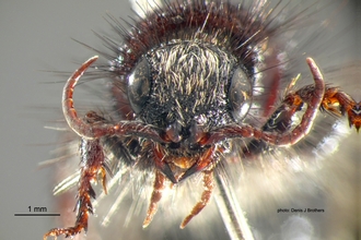 Dasylabris merope (Smith) Female Head