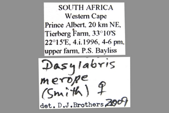 Dasylabris merope (Smith) Female Labels