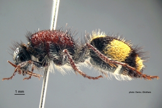 Dasylabris merope (Smith) Female Lateral
