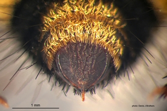 Dasylabris merope (Smith) Female Pygidium
