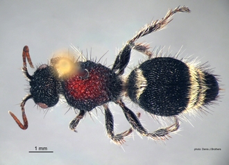 Dasylabroides_capensis (Saussure) F dorsal