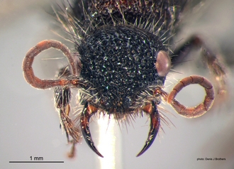 Dasylabroides_capensis (Saussure) F head