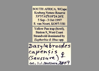 Dasylabroides_capensis (Saussure) F labels