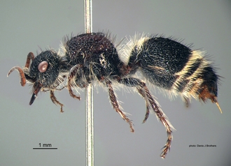 Dasylabroides_capensis (Saussure) F lateral