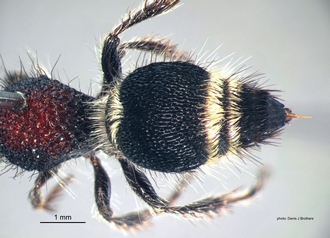 Dasylabroides_capensis (Saussure) F metasoma