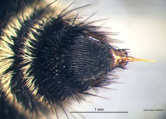 Dasylabroides_capensis (Saussure) F pygidium