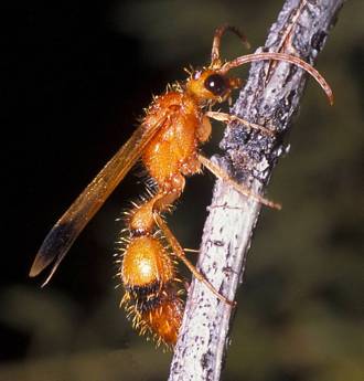 Tricholabiodes_species