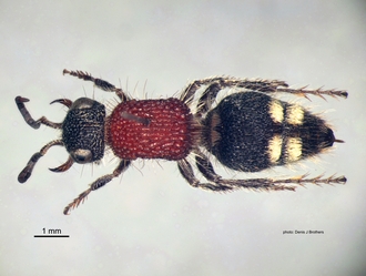 Chaetomutilla_fornasinii (Gribodo) female dorsal