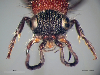 Chaetomutilla_fornasinii (Gribodo) female head