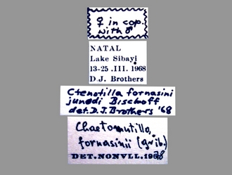 Chaetomutilla_fornasinii (Gribodo) female labels