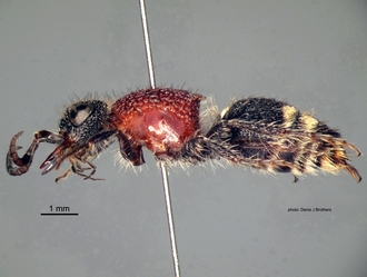 Chaetomutilla_fornasinii (Gribodo) female lateral