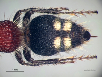 Chaetomutilla_fornasinii (Gribodo) female metasoma