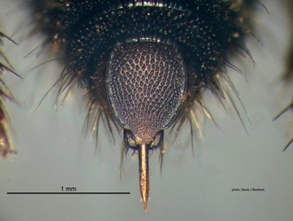Chaetomutilla_fornasinii (Gribodo) female pygidium