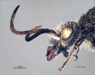 Chaetomutilla_fornasinii (Gribodo) male head lateral