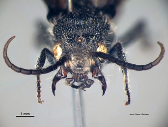 Chaetomutilla_fornasinii (Gribodo) male head
