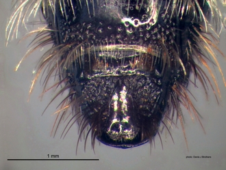 Chaetomutilla_fornasinii (Gribodo) male hypopygium