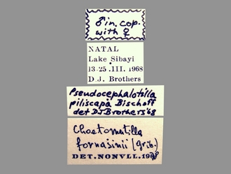 Chaetomutilla_fornasinii (Gribodo) male labels