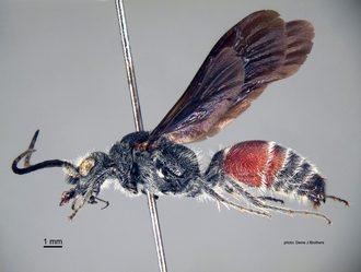 Chaetomutilla_fornasinii (Gribodo) male lateral