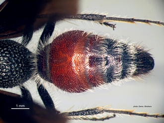 Chaetomutilla_fornasinii (Gribodo) male metasoma dorsal
