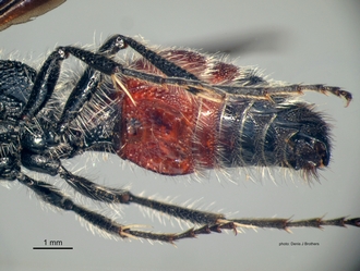 Chaetomutilla_fornasinii (Gribodo) male metasoma ventrolateral