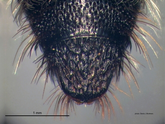 Chaetomutilla_fornasinii (Gribodo) male pygidium