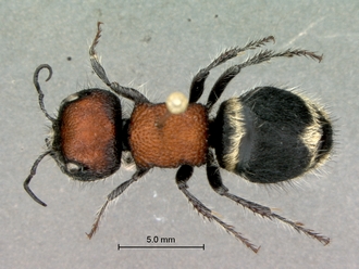 Hadrotilla_helle_SAM-HYM-A022065_habitus_dorsal