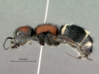 Hadrotilla_helle_SAM-HYM-A022065_habitus_lateral